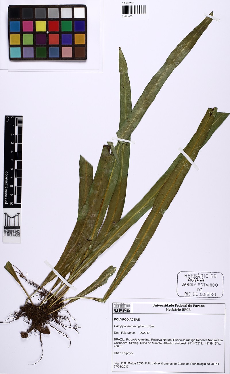 Campyloneurum rigidum photo 3