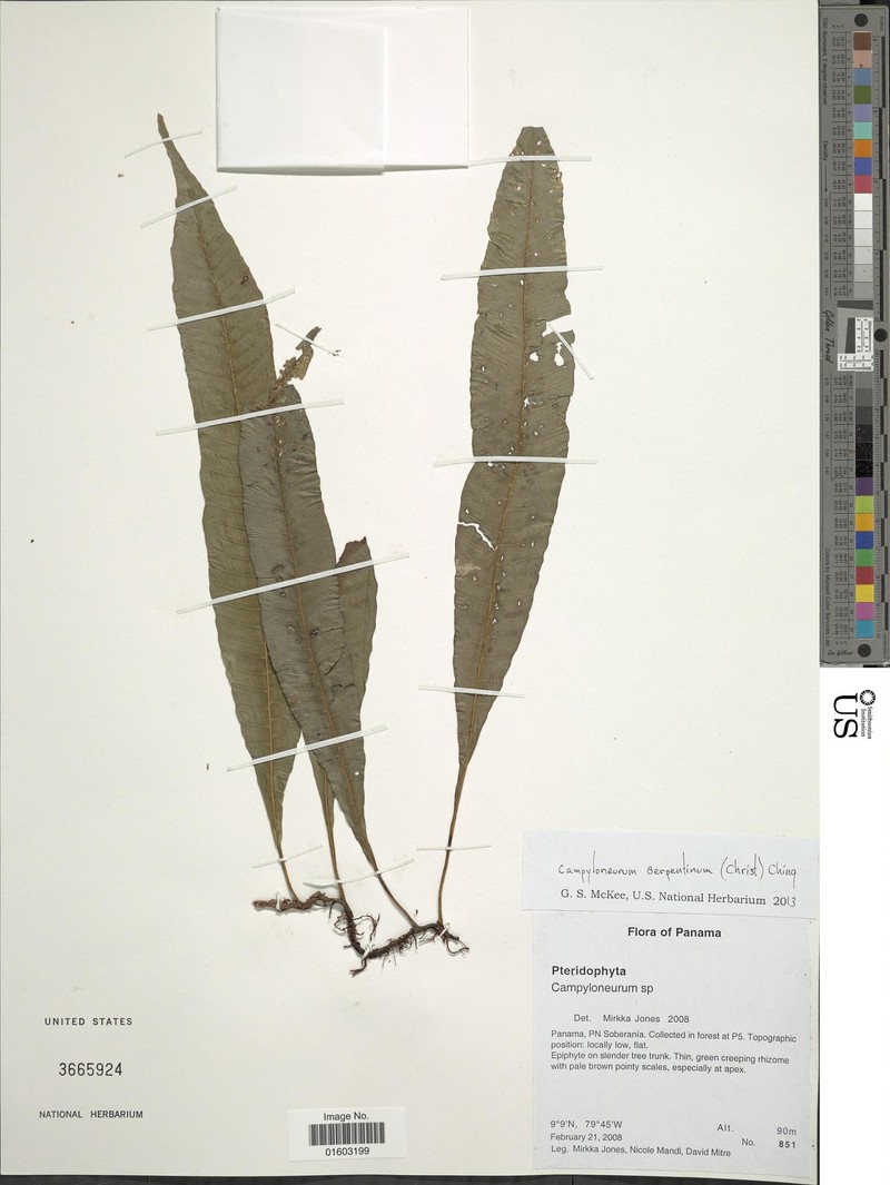 Campyloneurum serpentinum