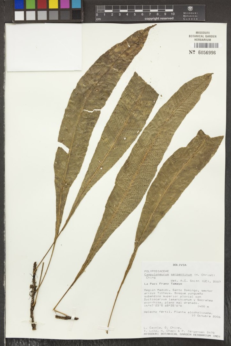 Campyloneurum serpentinum photo 2