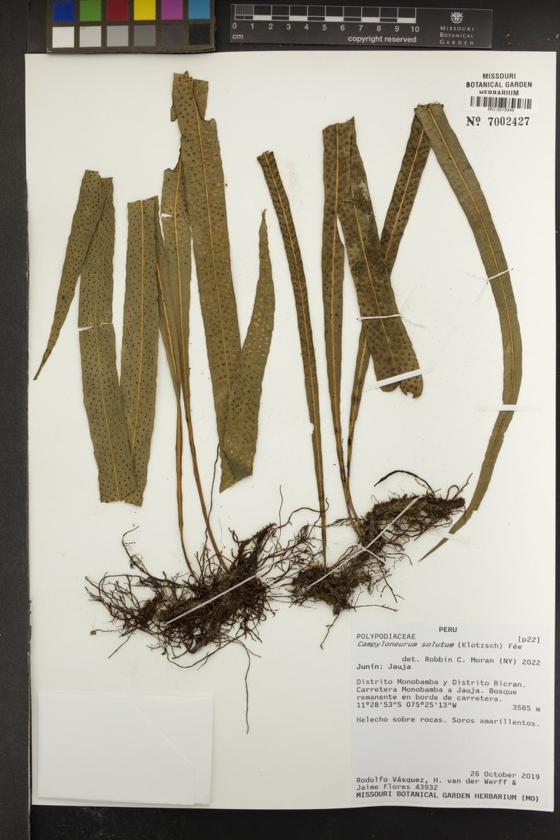 Campyloneurum solutum