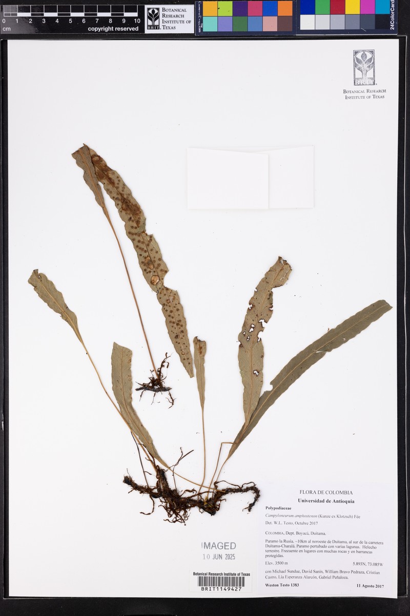 Campyloneurum solutum photo 2