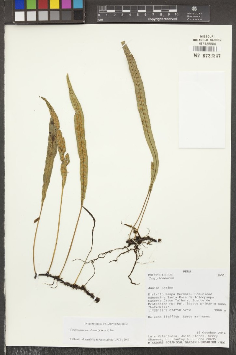 Campyloneurum solutum photo 3