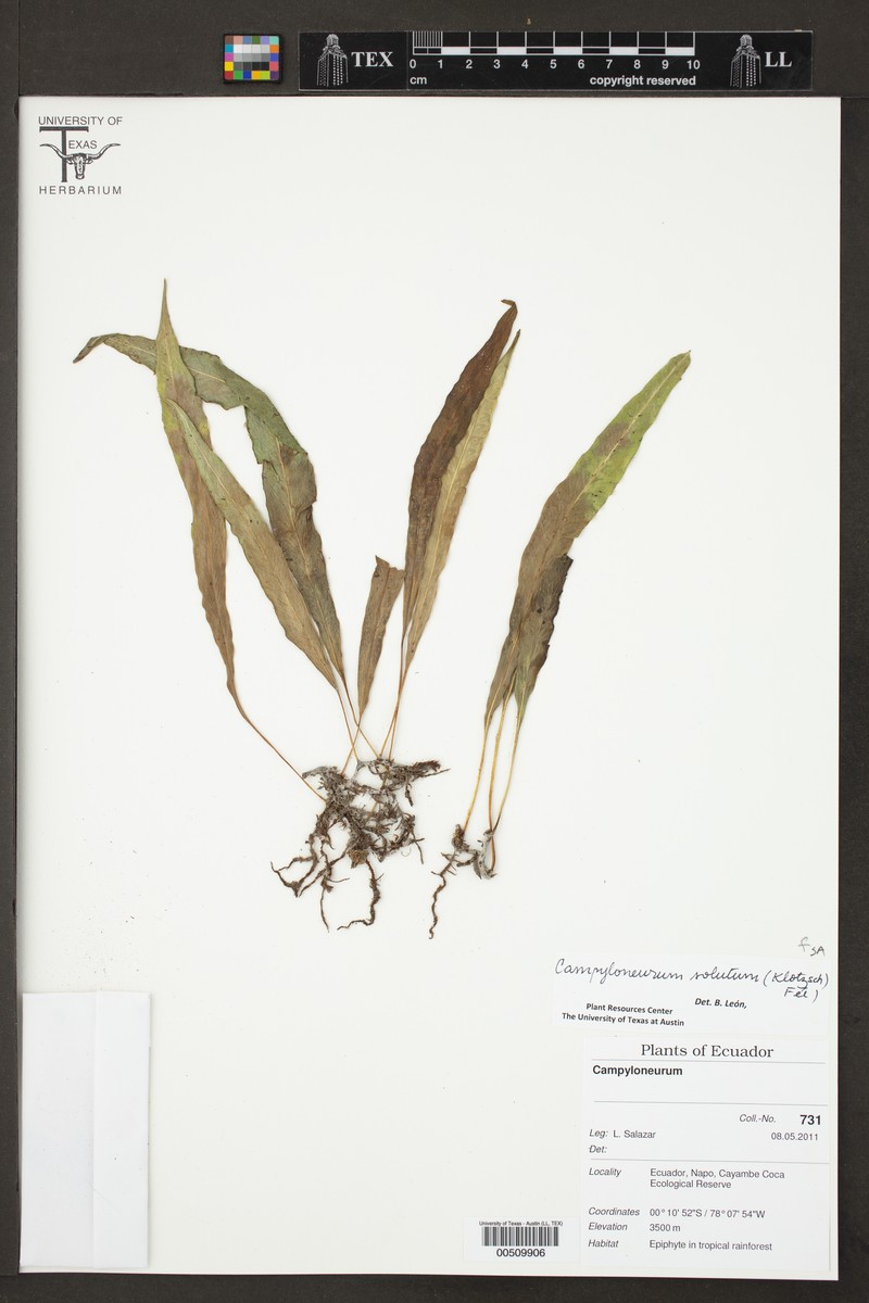 Campyloneurum solutum photo 4