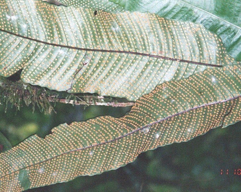 Campyloneurum sphenodes photo 2