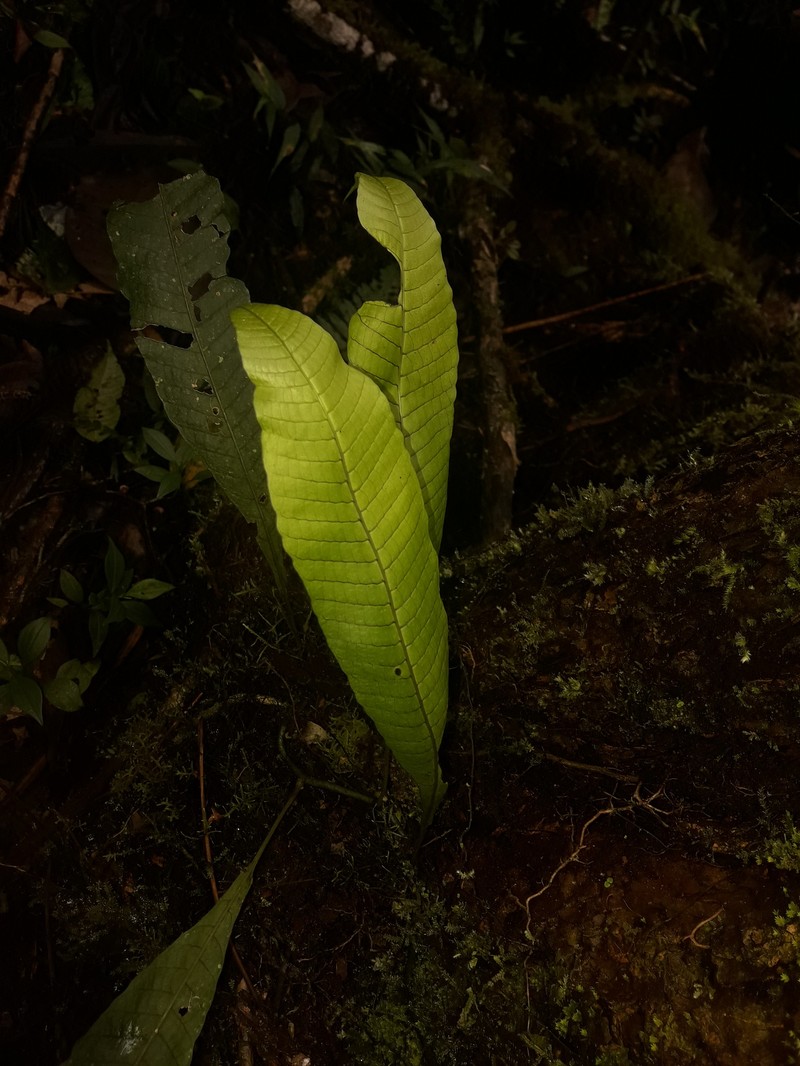 Campyloneurum sphenodes photo 4