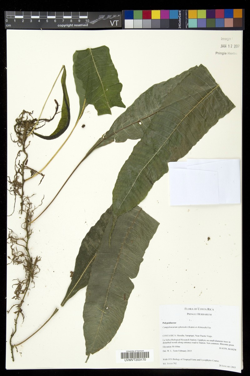Campyloneurum sphenodes photo 5