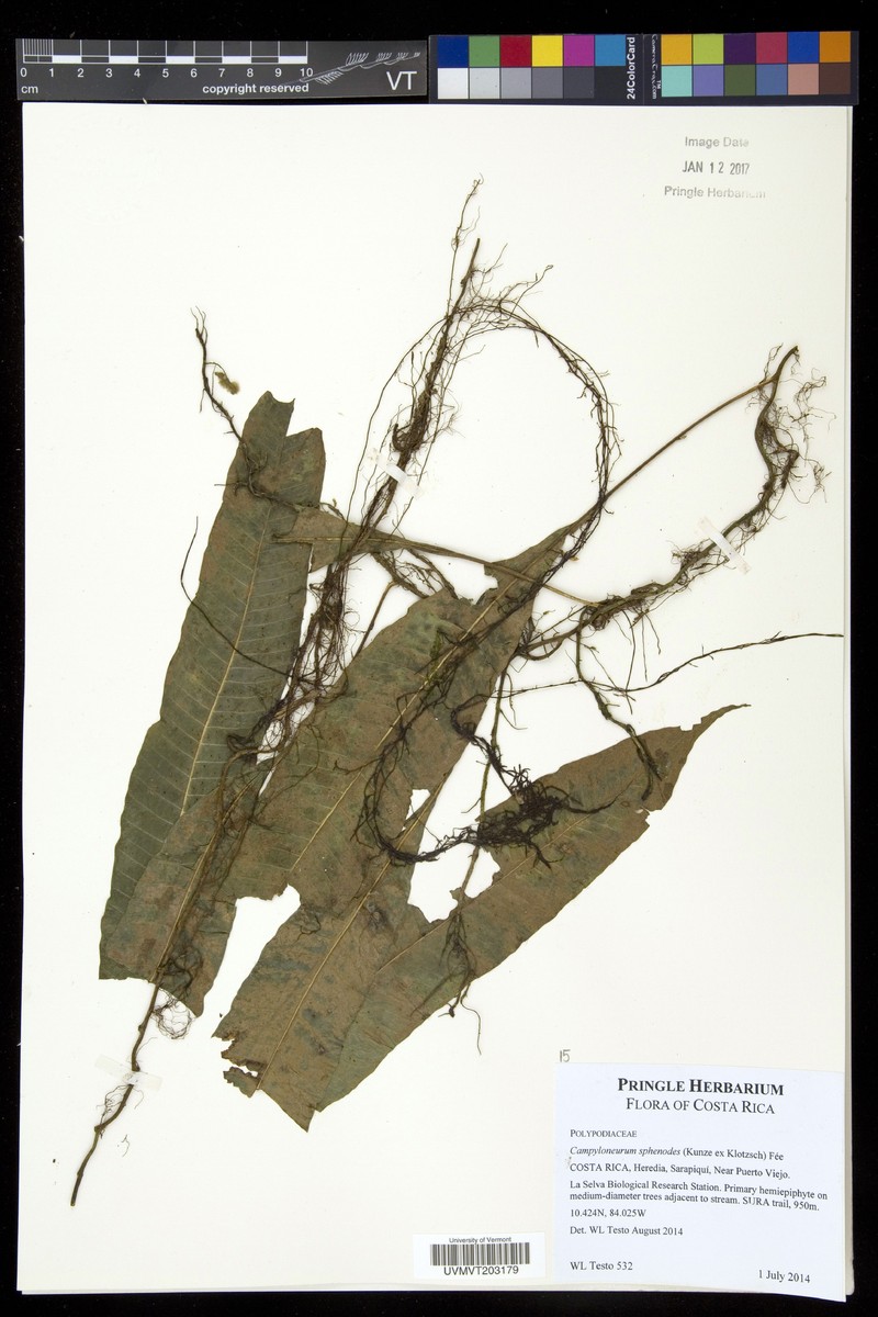 Campyloneurum sphenodes photo 6