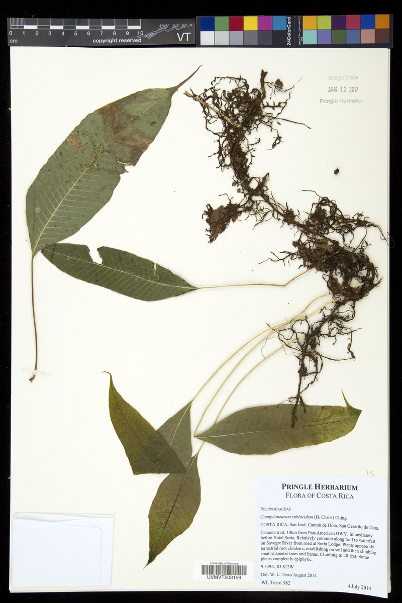 Campyloneurum sublucidum