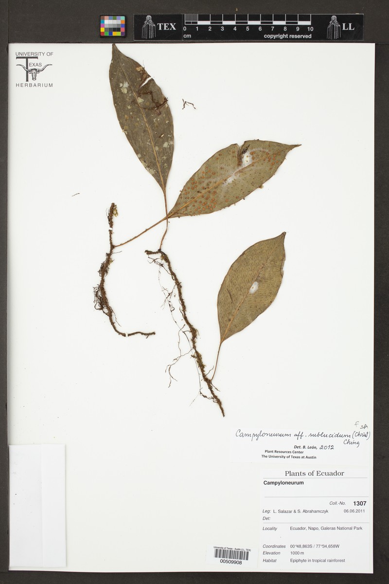 Campyloneurum sublucidum photo 2