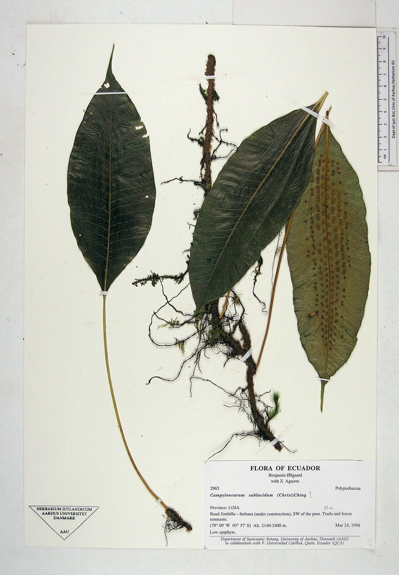Campyloneurum sublucidum photo 3