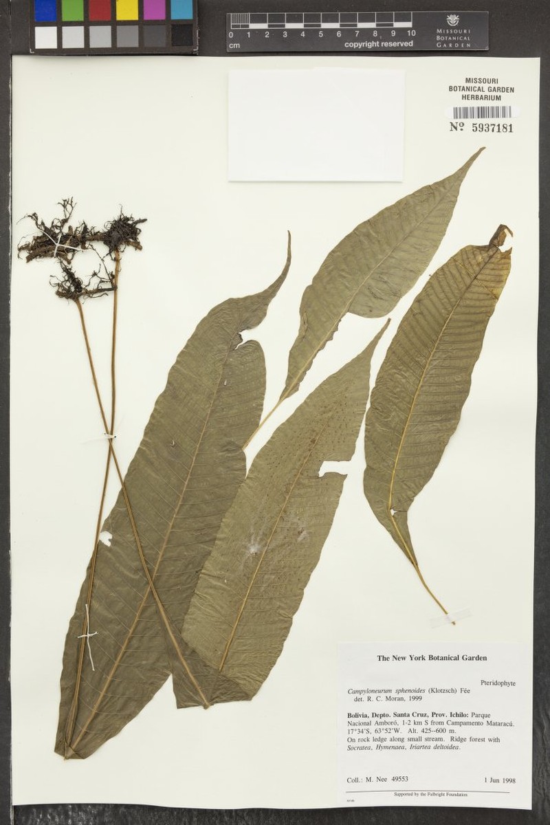 Campyloneurum sublucidum photo 4