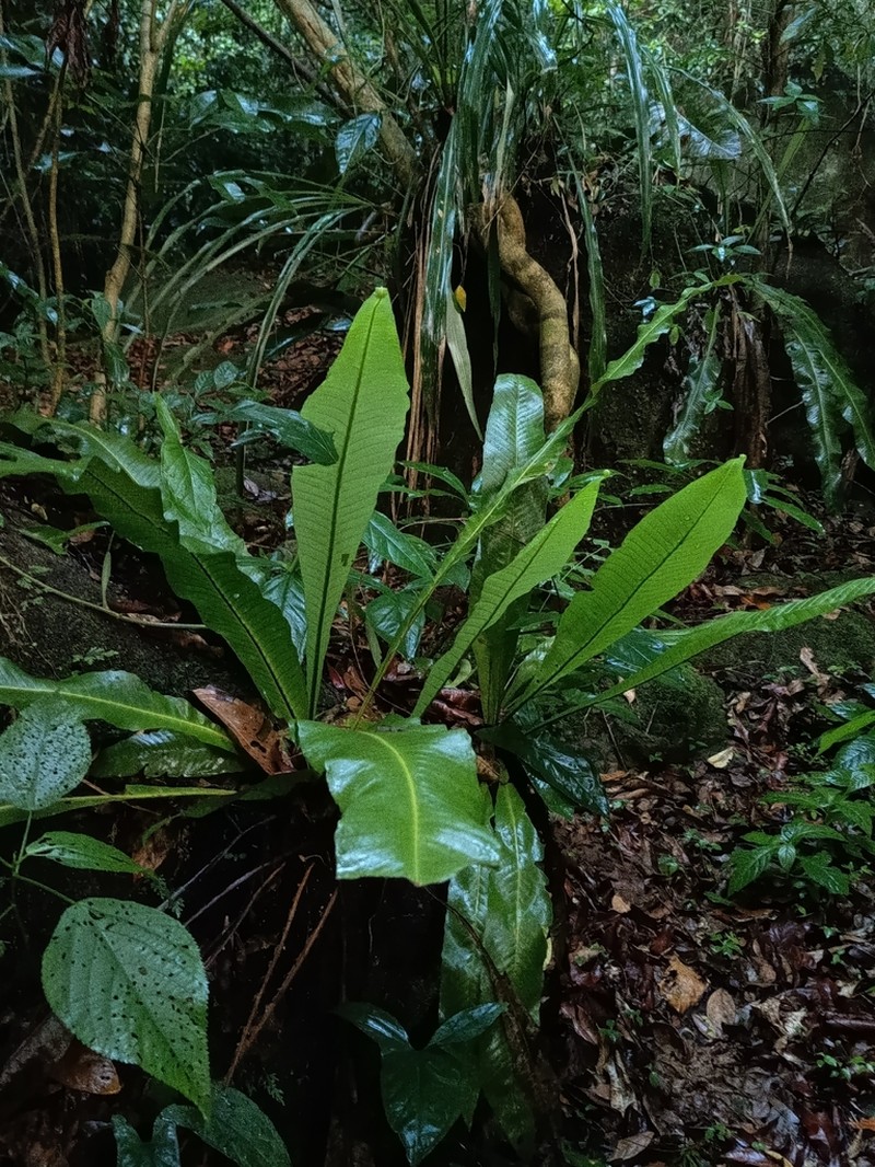 Campyloneurum tenuipes