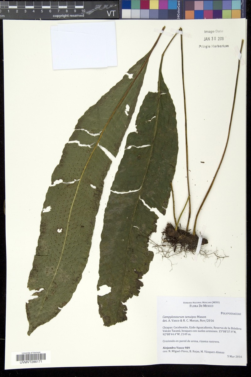 Campyloneurum tenuipes photo 2