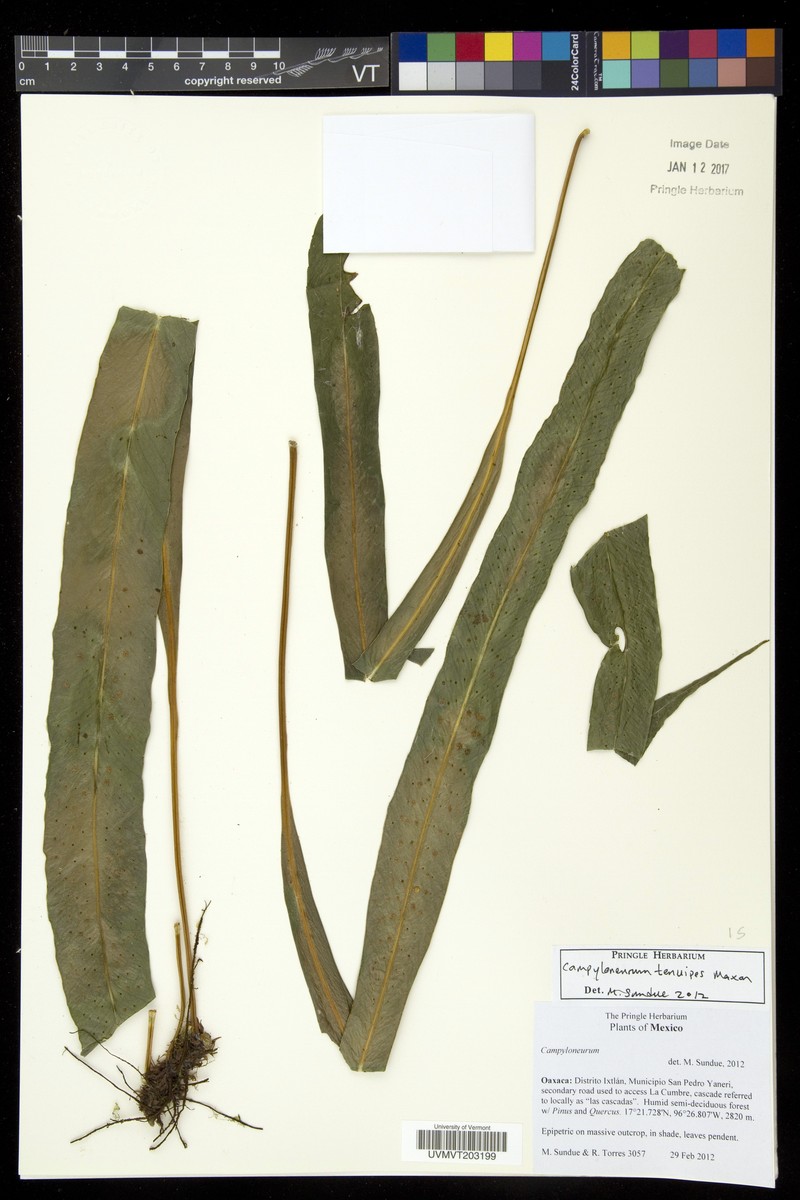 Campyloneurum tenuipes photo 3
