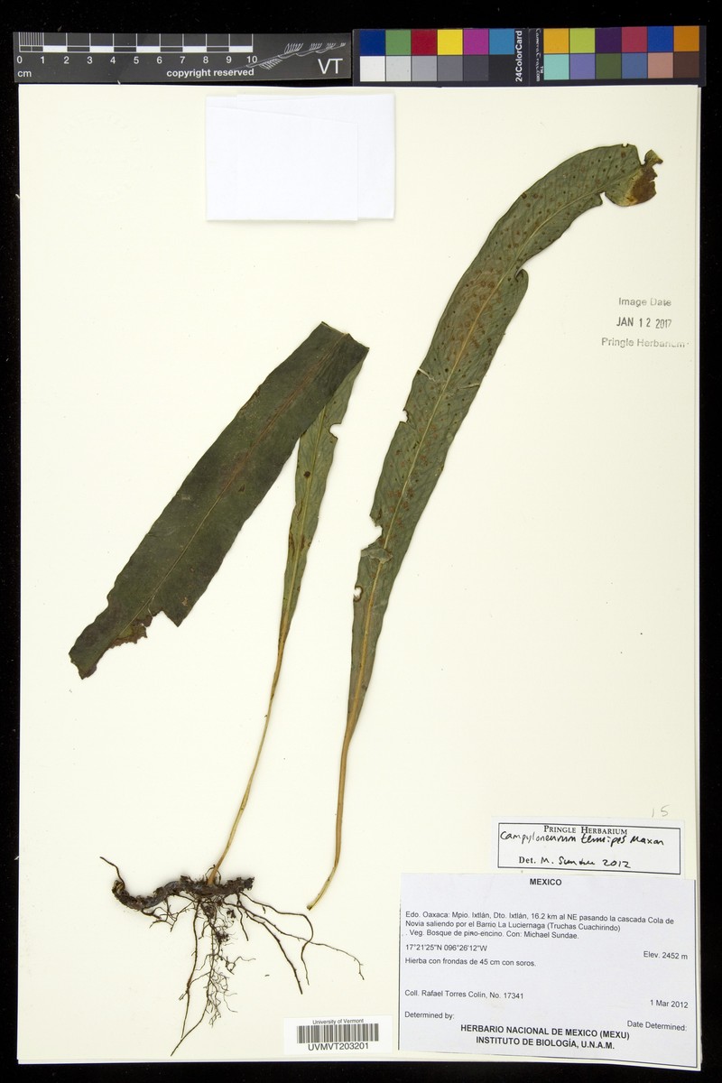 Campyloneurum tenuipes photo 4