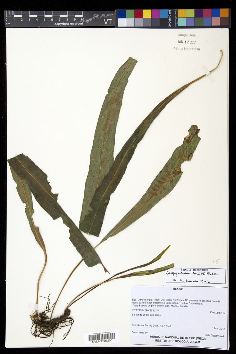Campyloneurum tenuipes photo 5