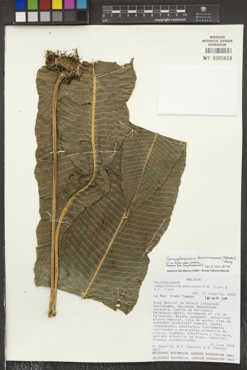 Campyloneurum tucumanense