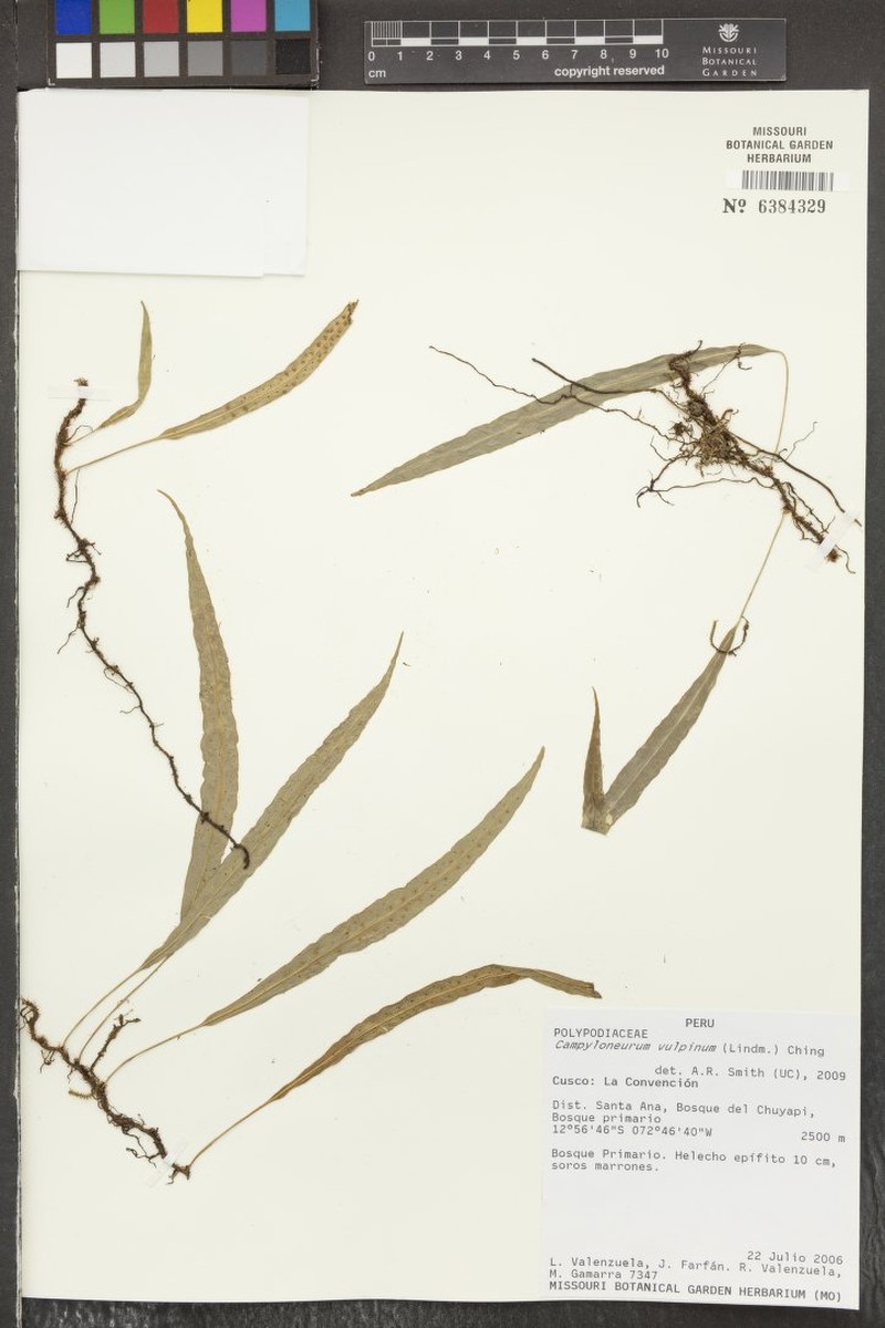 Campyloneurum vulpinum