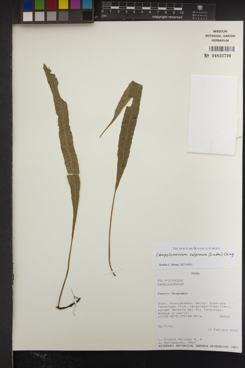 Campyloneurum vulpinum photo 2