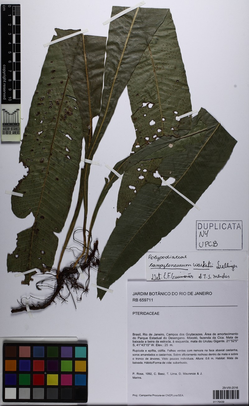 Campyloneurum wacketii