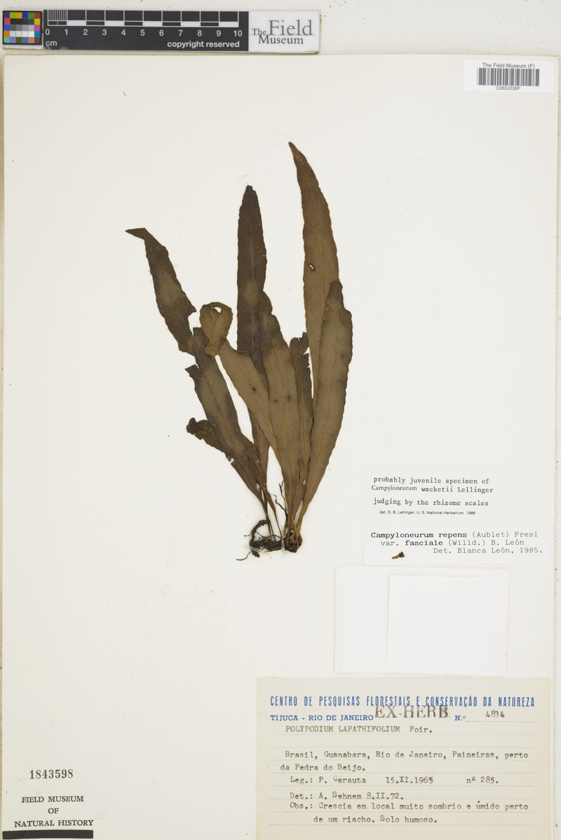 Campyloneurum wacketii photo 2