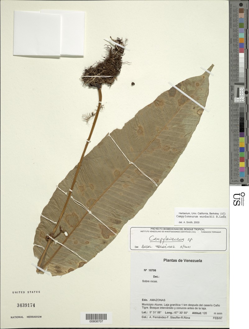 Campyloneurum wurdackii photo 2