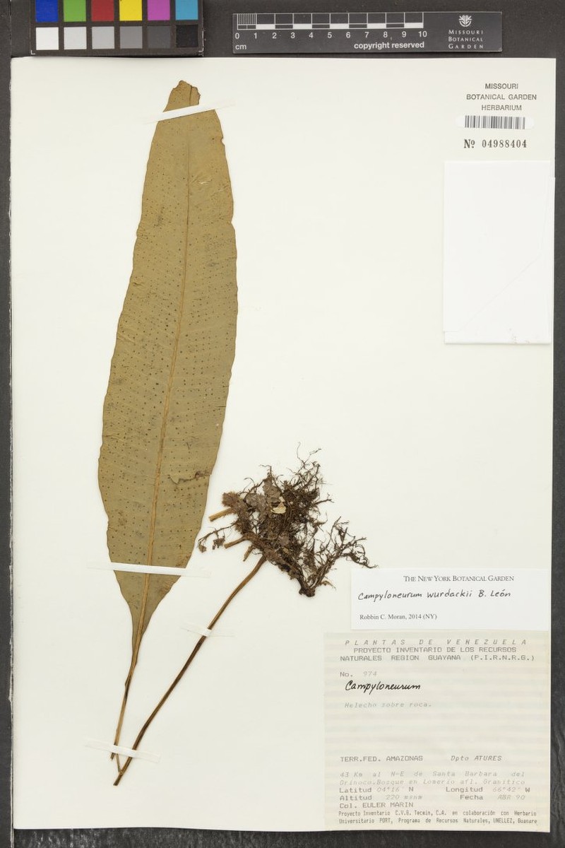 Campyloneurum wurdackii photo 3