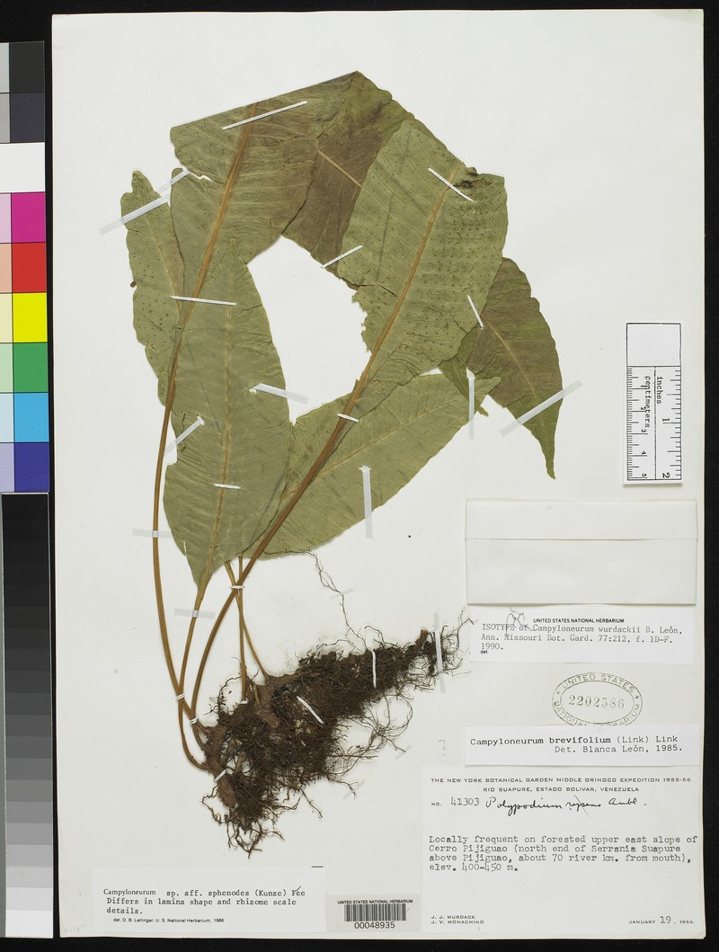 Campyloneurum wurdackii