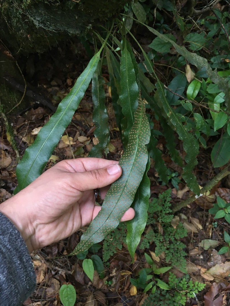 Campyloneurum xalapense photo 2