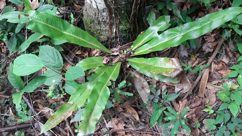 Campyloneurum xalapense photo 3