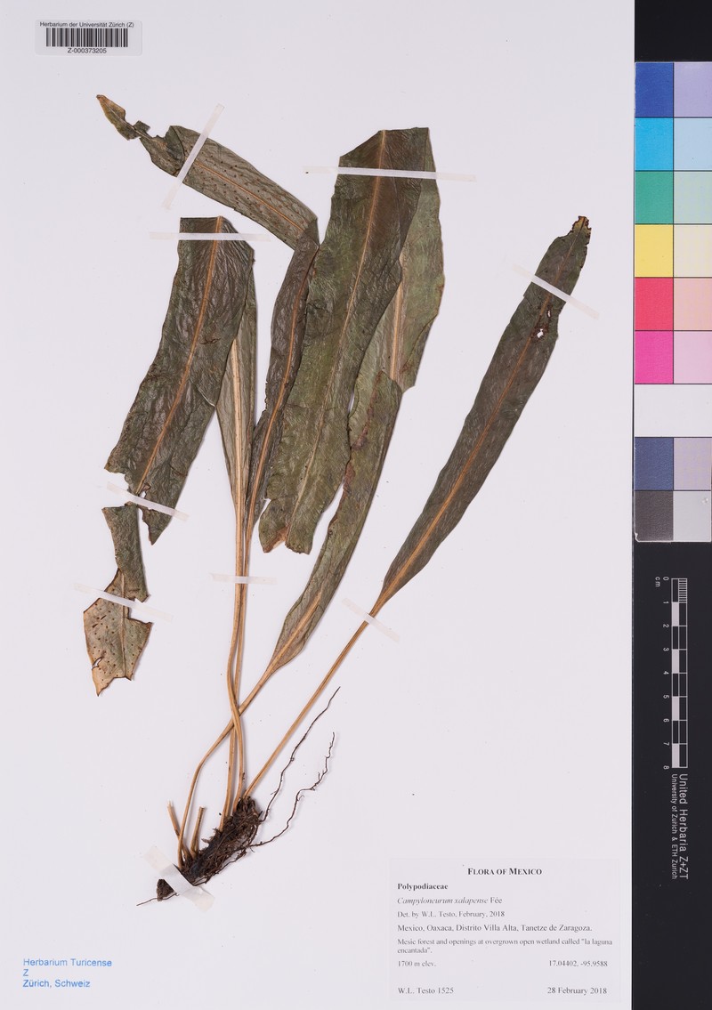 Campyloneurum xalapense photo 4