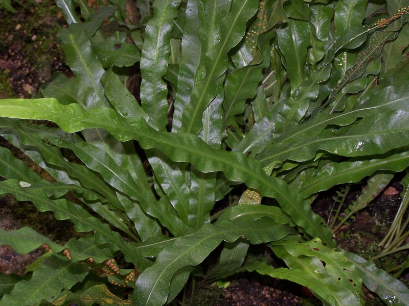 Campyloneurum xalapense