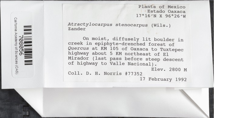 Campylopodiella Moss
