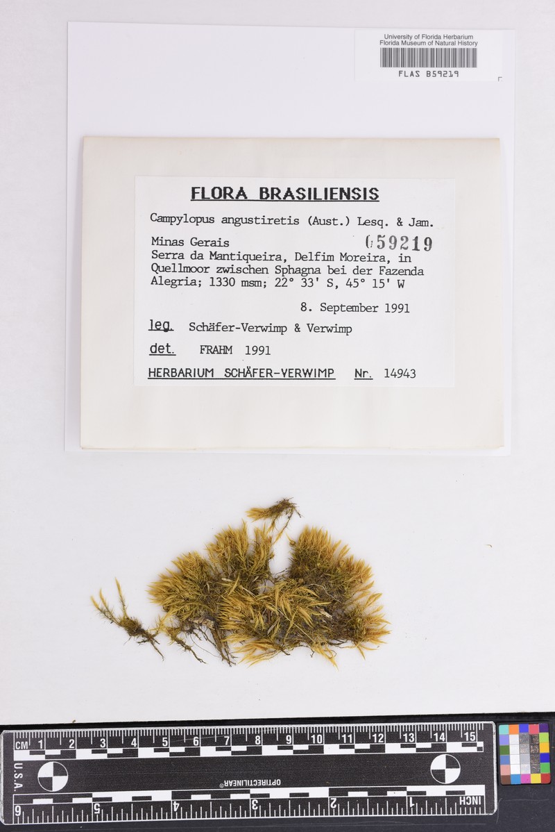 Campylopus Moss