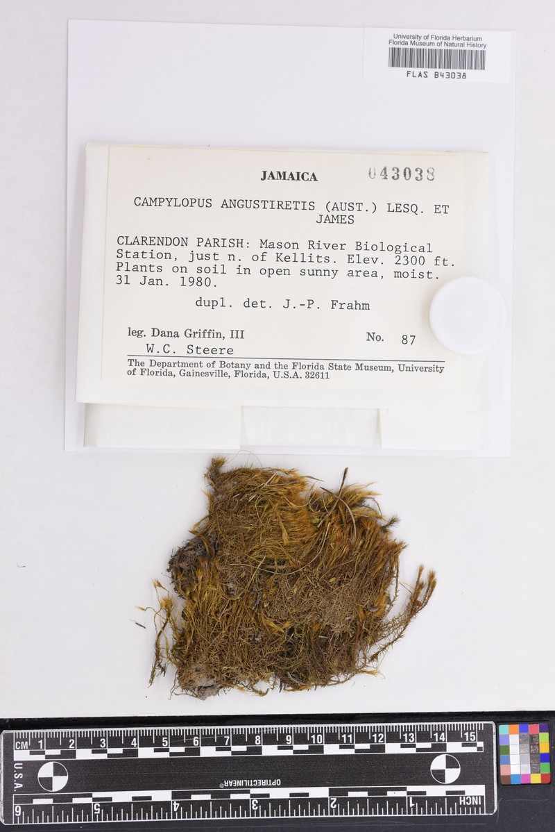 Campylopus Moss photo 2