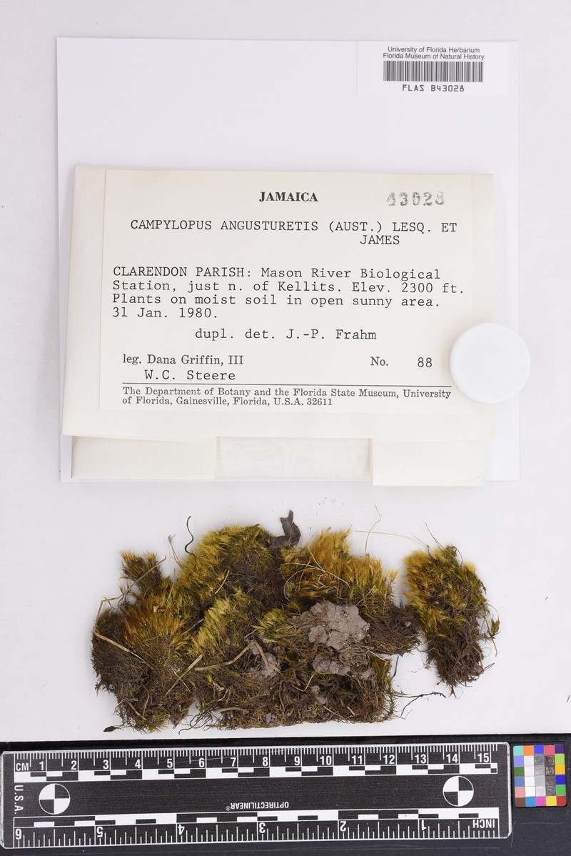 Campylopus Moss photo 3