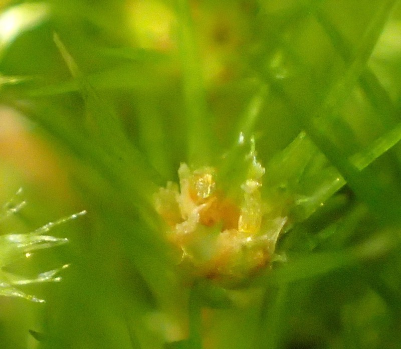 Campylopus Moss
