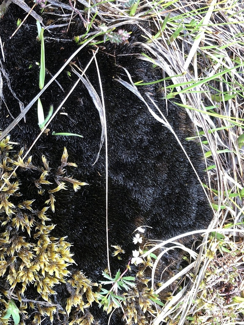 Campylopus Moss