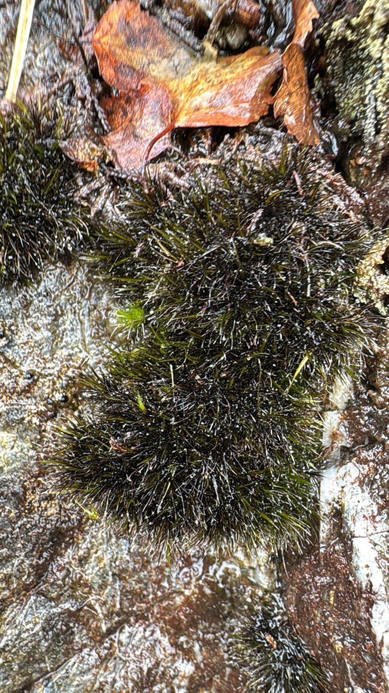 Campylopus Moss photo 2