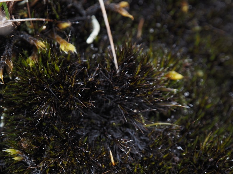Campylopus Moss photo 3