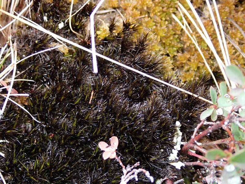 Campylopus Moss photo 4