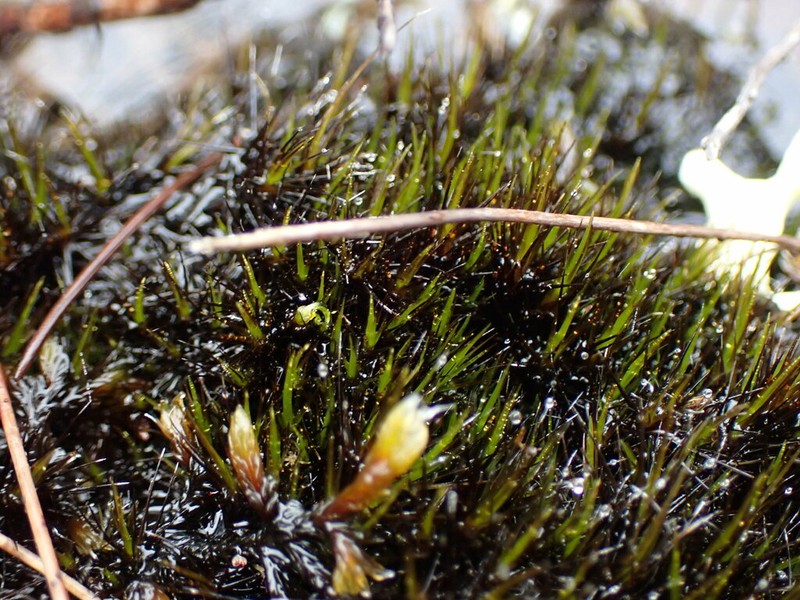 Campylopus Moss photo 5