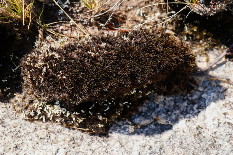 Campylopus Moss photo 6