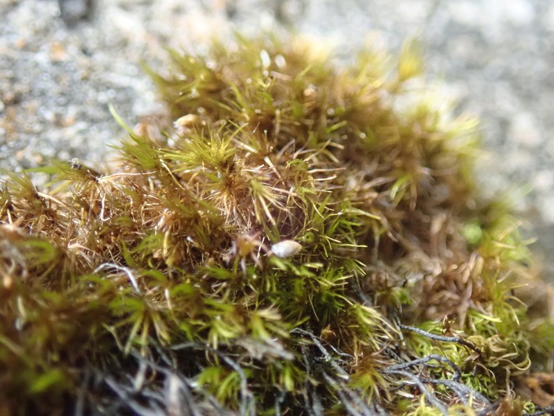Campylopus Moss photo 7