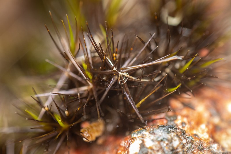 Campylopus Moss photo 8