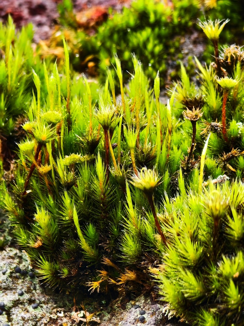Campylopus Moss photo 2