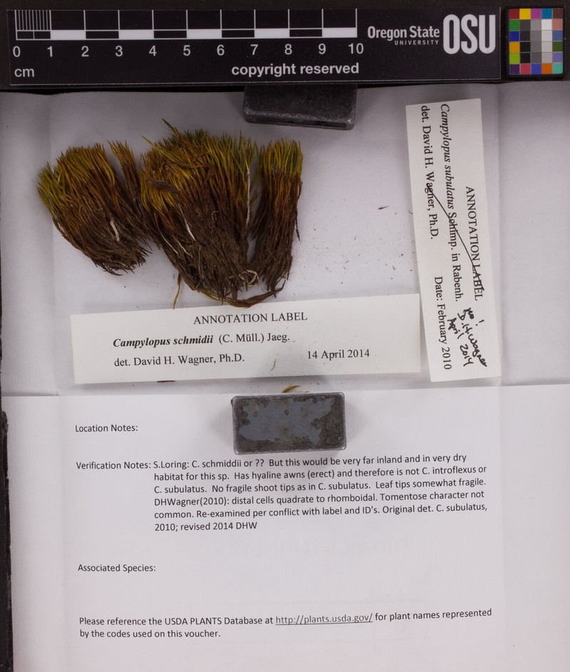 Campylopus Moss photo 3