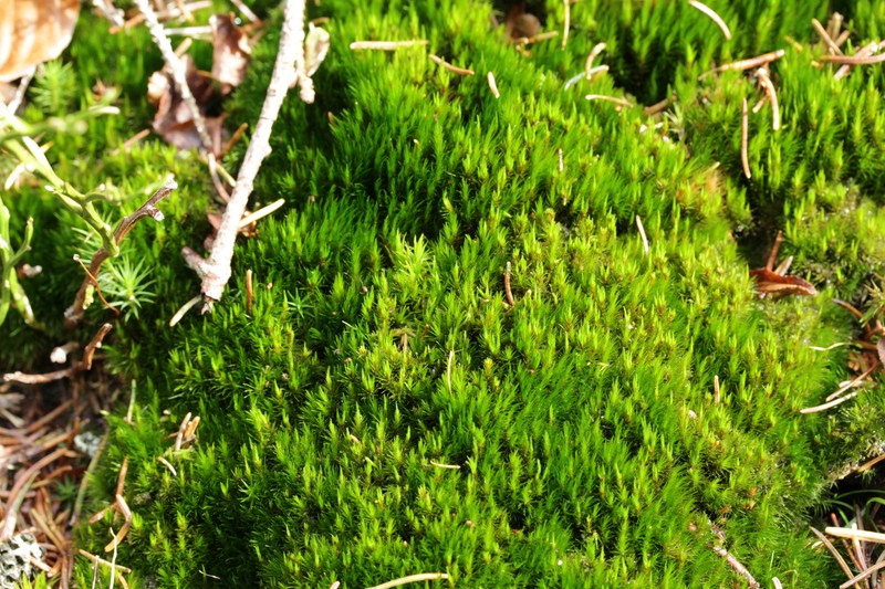 Campylopus Moss