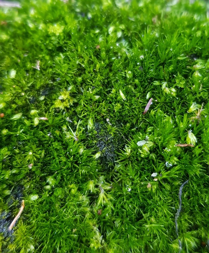 Campylopus Moss