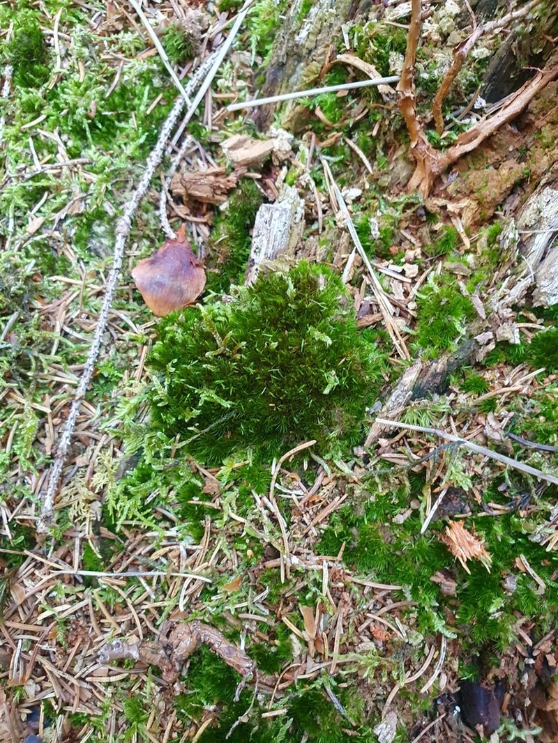 Campylopus Moss photo 2
